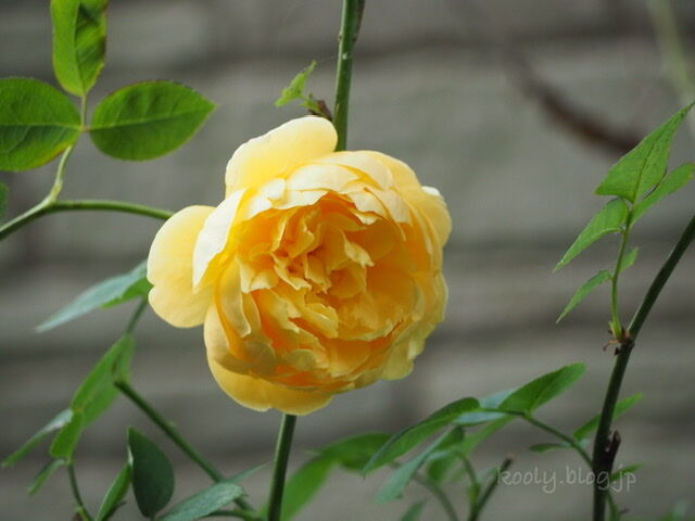 枯れそうになった薔薇の復活 私にまつわるエトセトラ 何でも一度はやってみたい 枯れそうになった薔薇の復活 私にまつわるエトセトラ 何でも一度はやってみたい