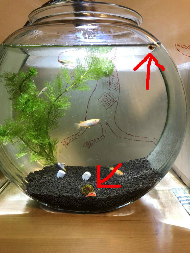 水槽で新発見 迷走する小人