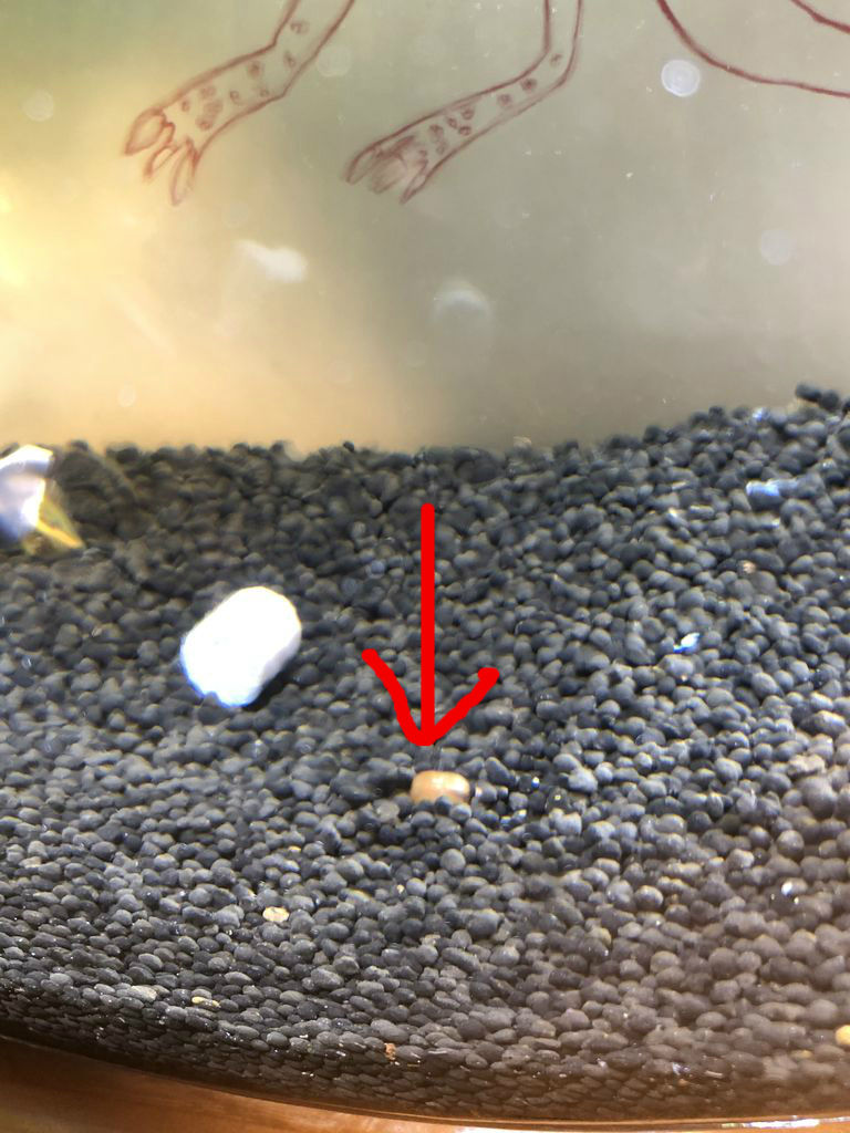 水槽で新発見 迷走する小人