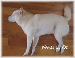 立っているようで実は寝ているハチ。