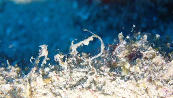 PB010025