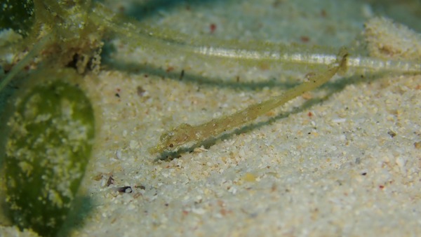 PB080042