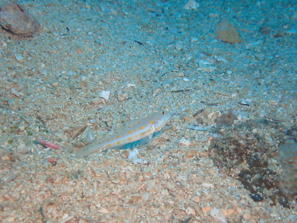 P5313964