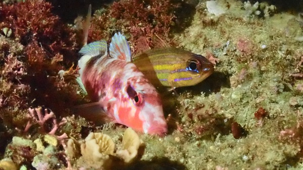 P5010178