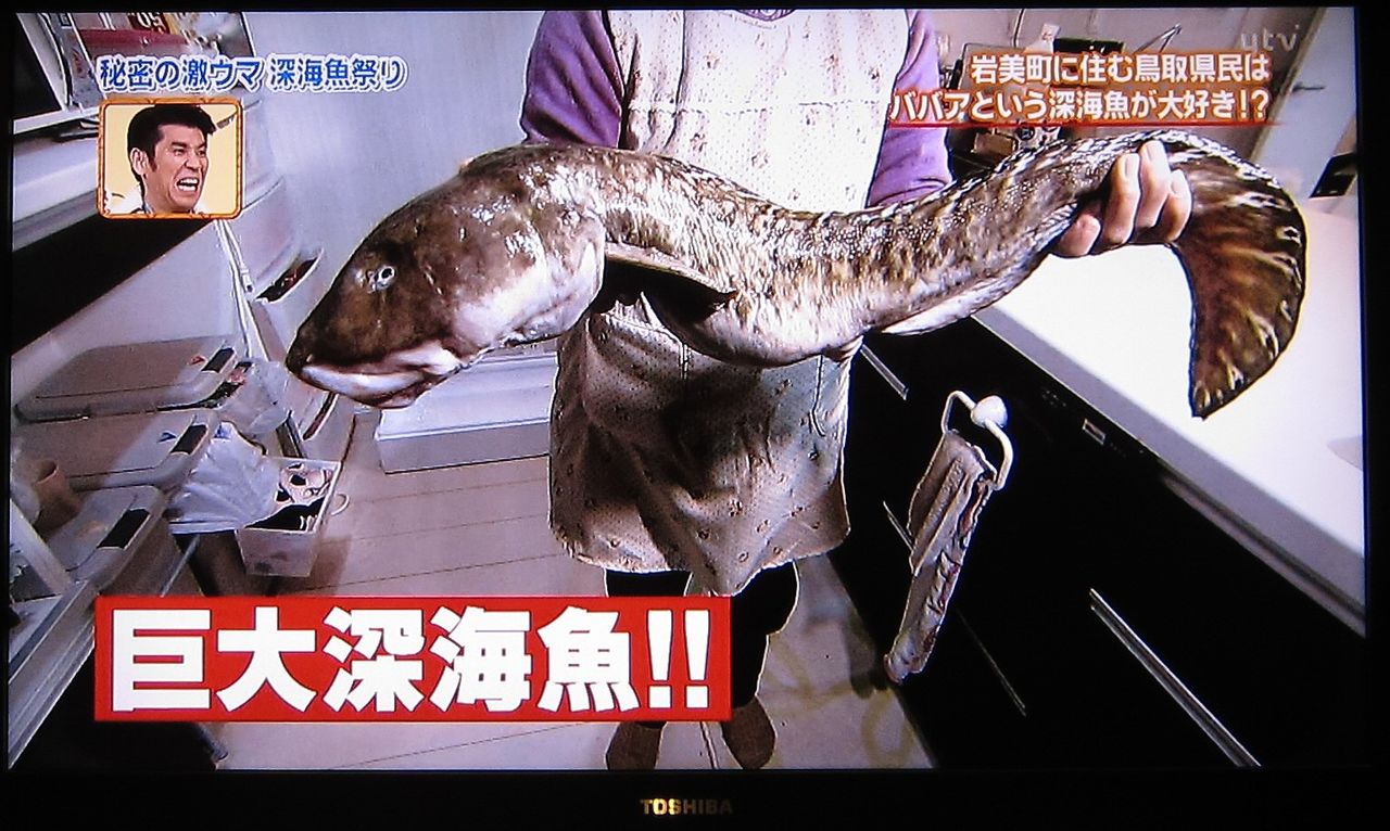 秘密の県民showにツッコミ 深海魚祭り Koba357 S Toys Bar 秘密の県民showにツッコミ 深海魚祭り Koba357 S Toys Bar