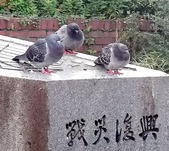 鳩2