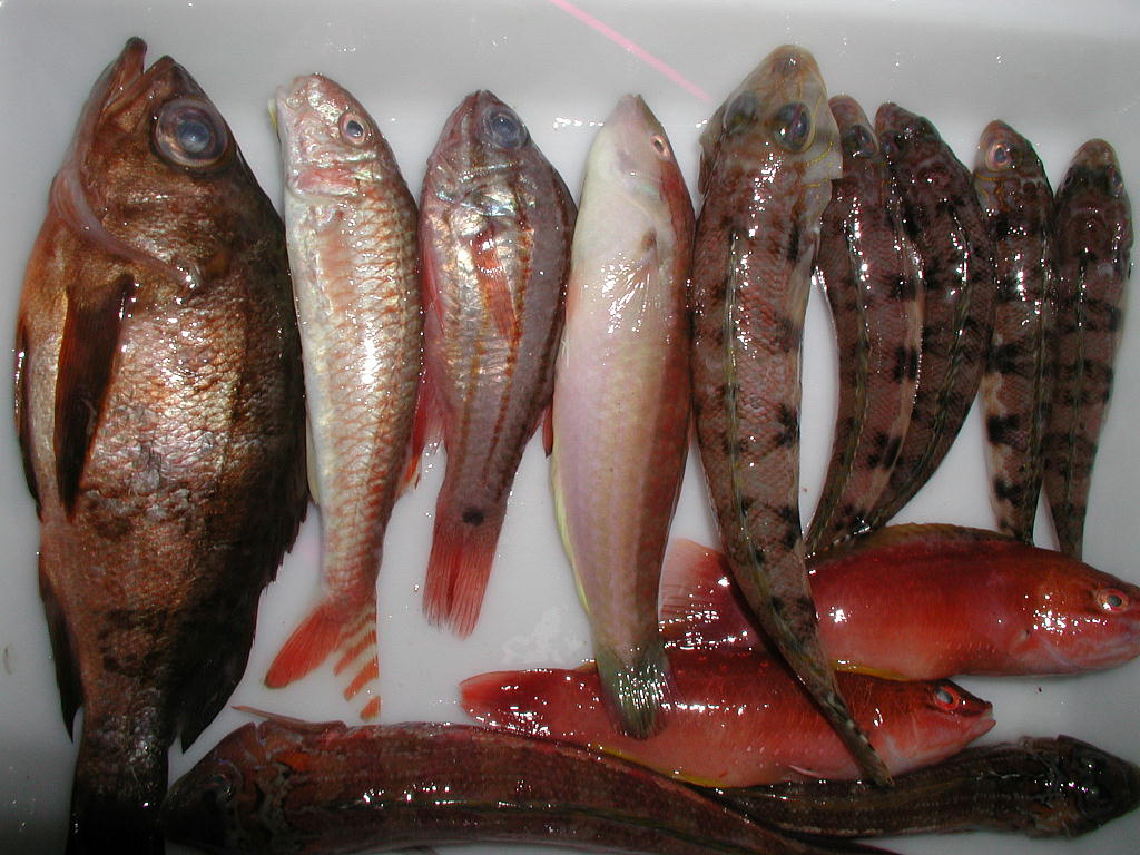 事務局です カワハギ釣りの外道なんでも食べます タキフィッシャーマンズクラブ Tfmc 釣行記