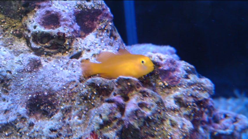 キイロサンゴハゼのエサが横取りされます Aqua美忘録 キイロサンゴハゼのエサが横取りされます Aqua美忘録