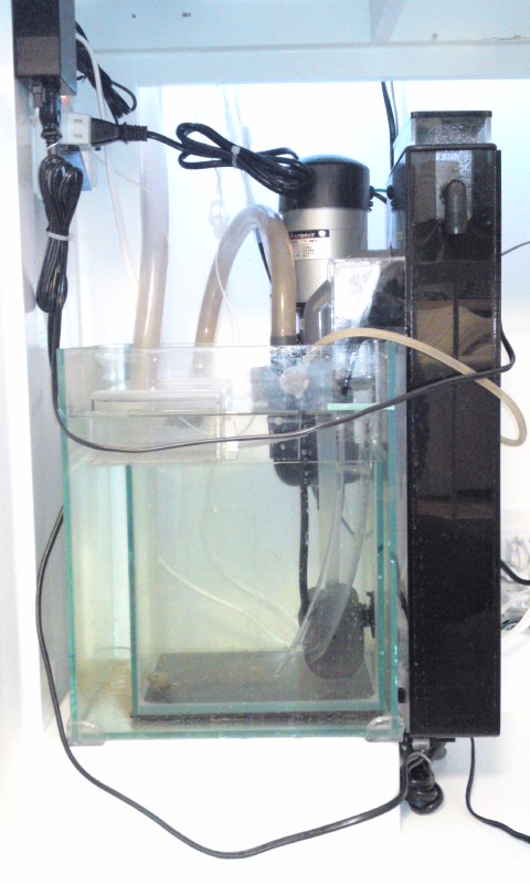 レイシー（イワキ）の縦型ポンプ「P－450S」稼働開始したよ。 : AQUA美忘録