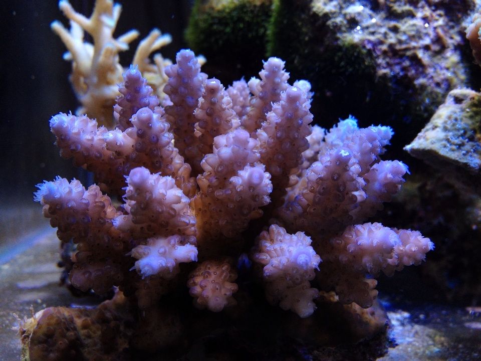 ツツミドリイシ Acropora (Dana, 1846) ツツユビミドリイシ Japan 