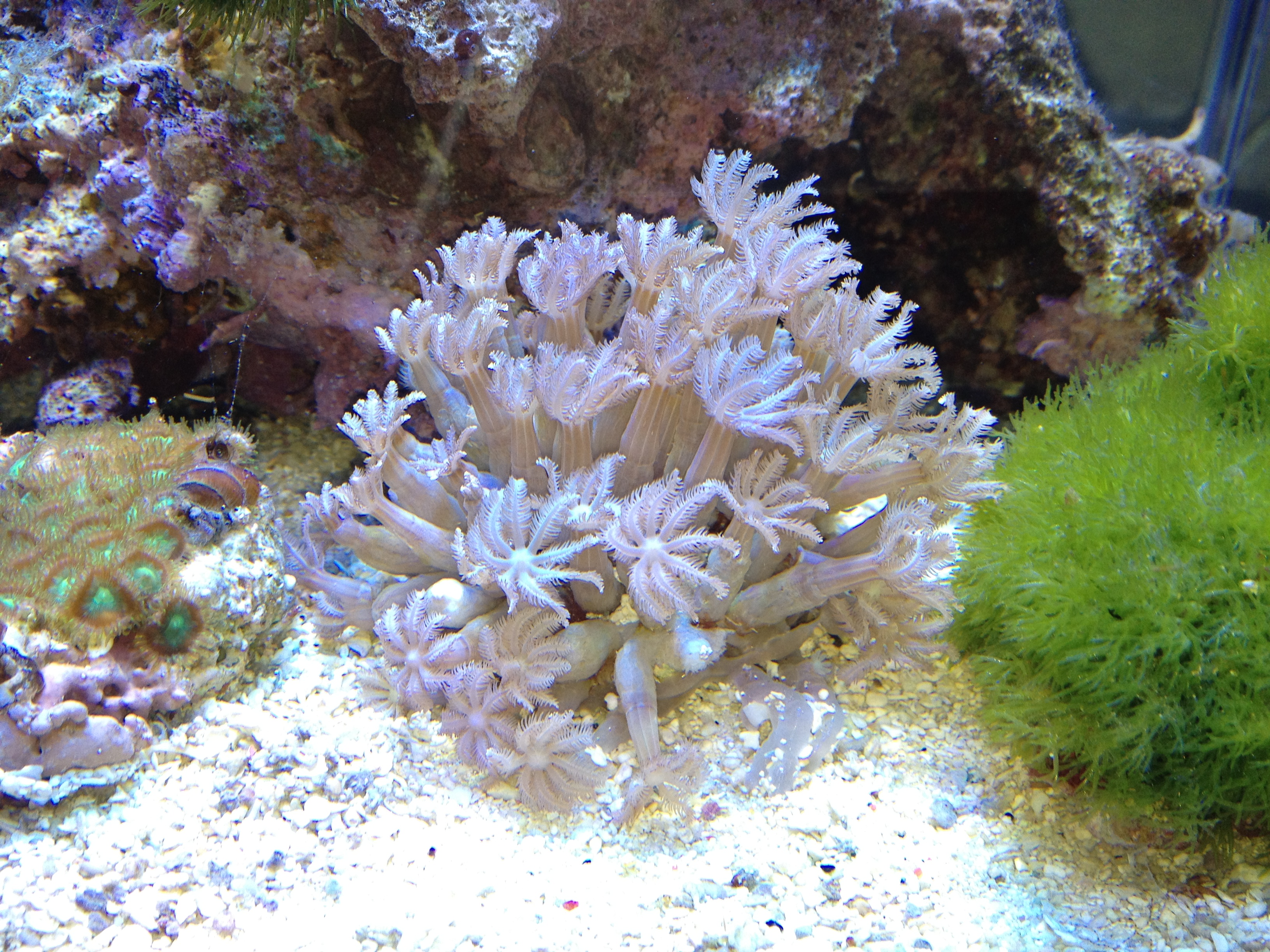 プランクトン投入 ツツウミヅタ ヒメジャコ近況など Aqua美忘録