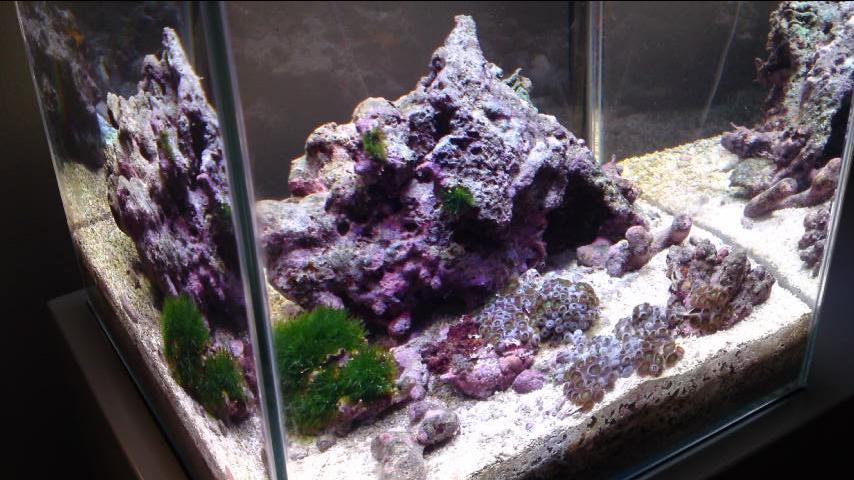 自作フルスペクトルled照明で水槽を照らしてみたよ Aqua美忘録