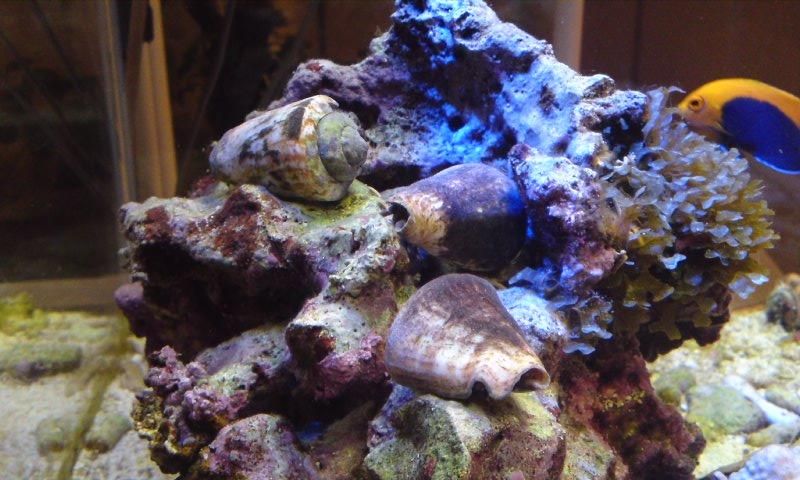 ツマジロサンゴヤドカリ 不遇の日々 Aqua美忘録