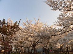 04039