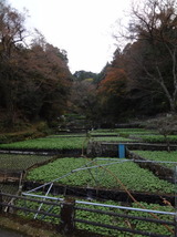 2013_11_30 nisiizu 18