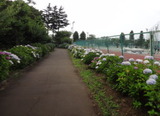 2013_06_25 higasimatuyama 04