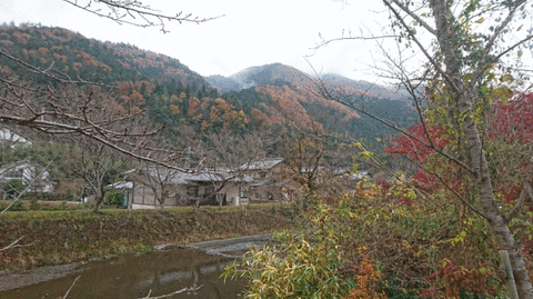 紅葉y