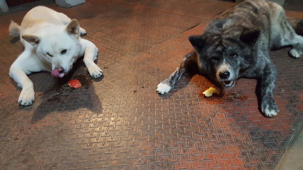 ぶちゃいく犬 秋田犬 ムーンとシロの庭