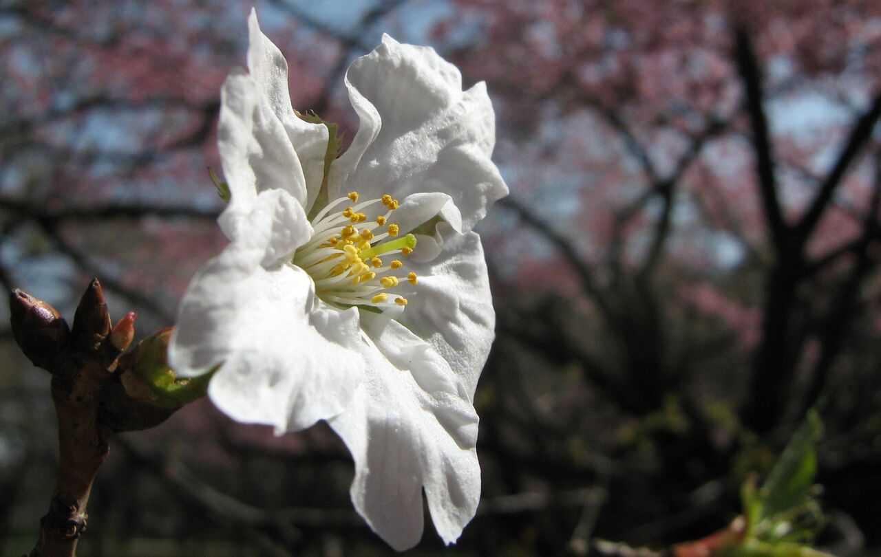 山村王