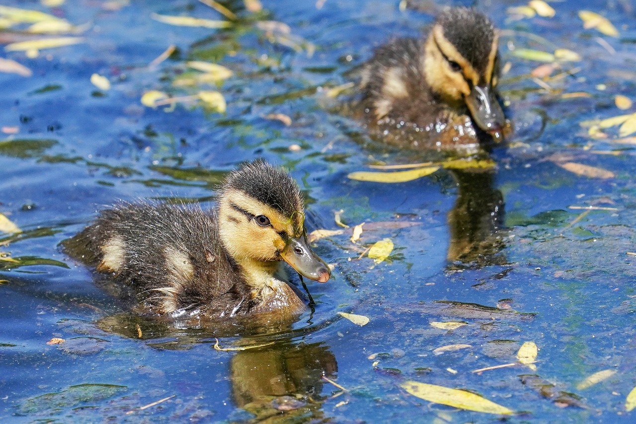 合浦公園でマガモの雛 鳥 撮り Bird
