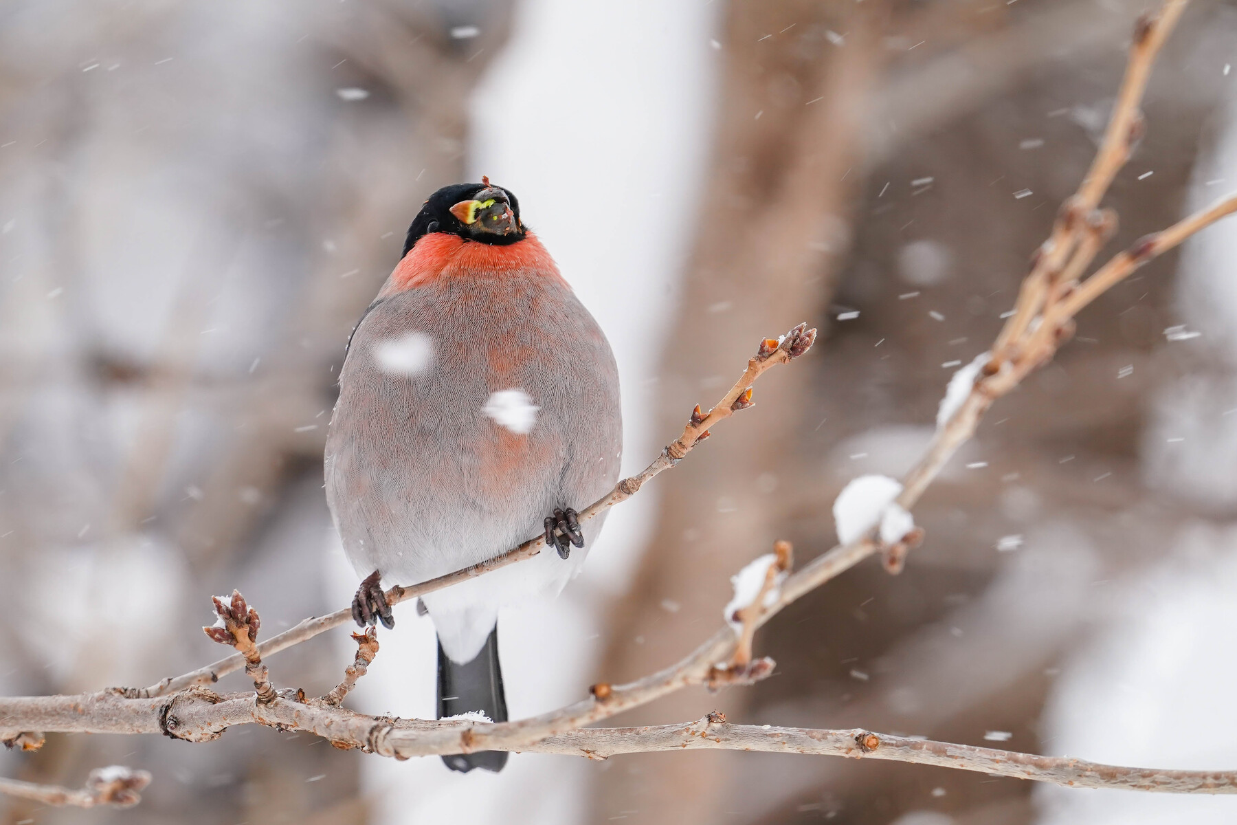 今年はウソが早い 鳥 撮り Bird 今年はウソが早い 鳥 撮り Bird