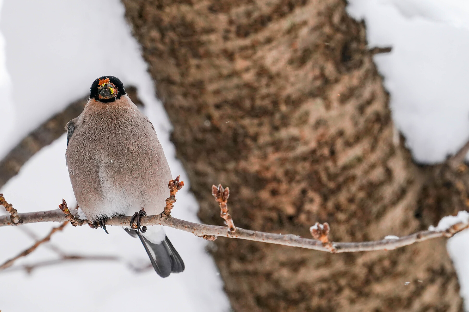今年はウソが早い 鳥 撮り Bird 今年はウソが早い 鳥 撮り Bird