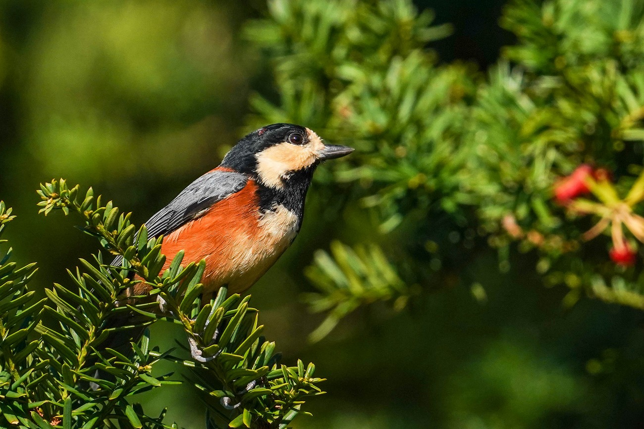 イチイに群がるヤマガラ 鳥 撮り Bird