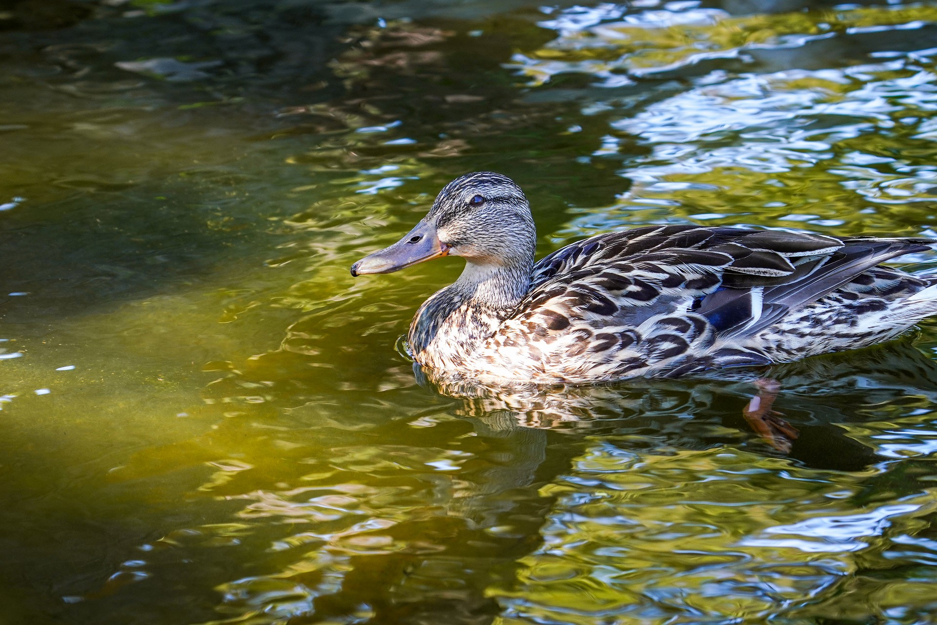 合浦公園でマガモの雛 鳥 撮り Bird
