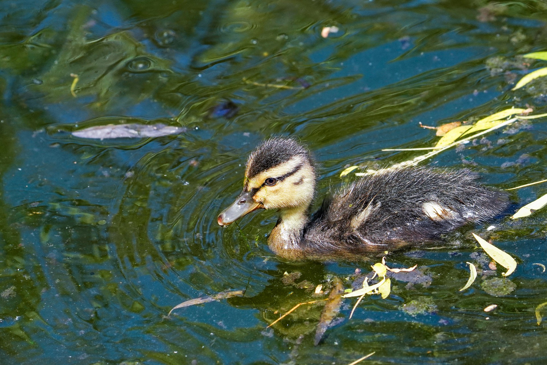 合浦公園でマガモの雛 鳥 撮り Bird 合浦公園でマガモの雛 鳥 撮り Bird
