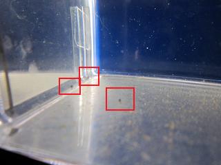 ����ɥ饹�۲�2����