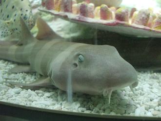 ͥФ