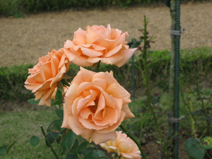 伊豆の 薔薇 園 河津バガテル公園 権兵衛のつぶやき