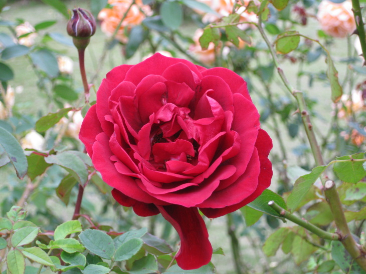 伊豆の 薔薇 園 河津バガテル公園 権兵衛のつぶやき