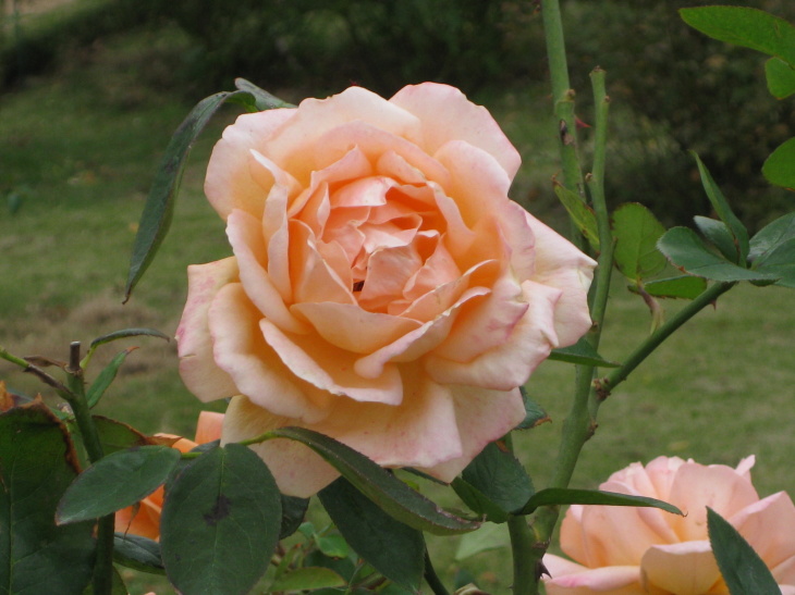 伊豆の 薔薇 園 河津バガテル公園 権兵衛のつぶやき