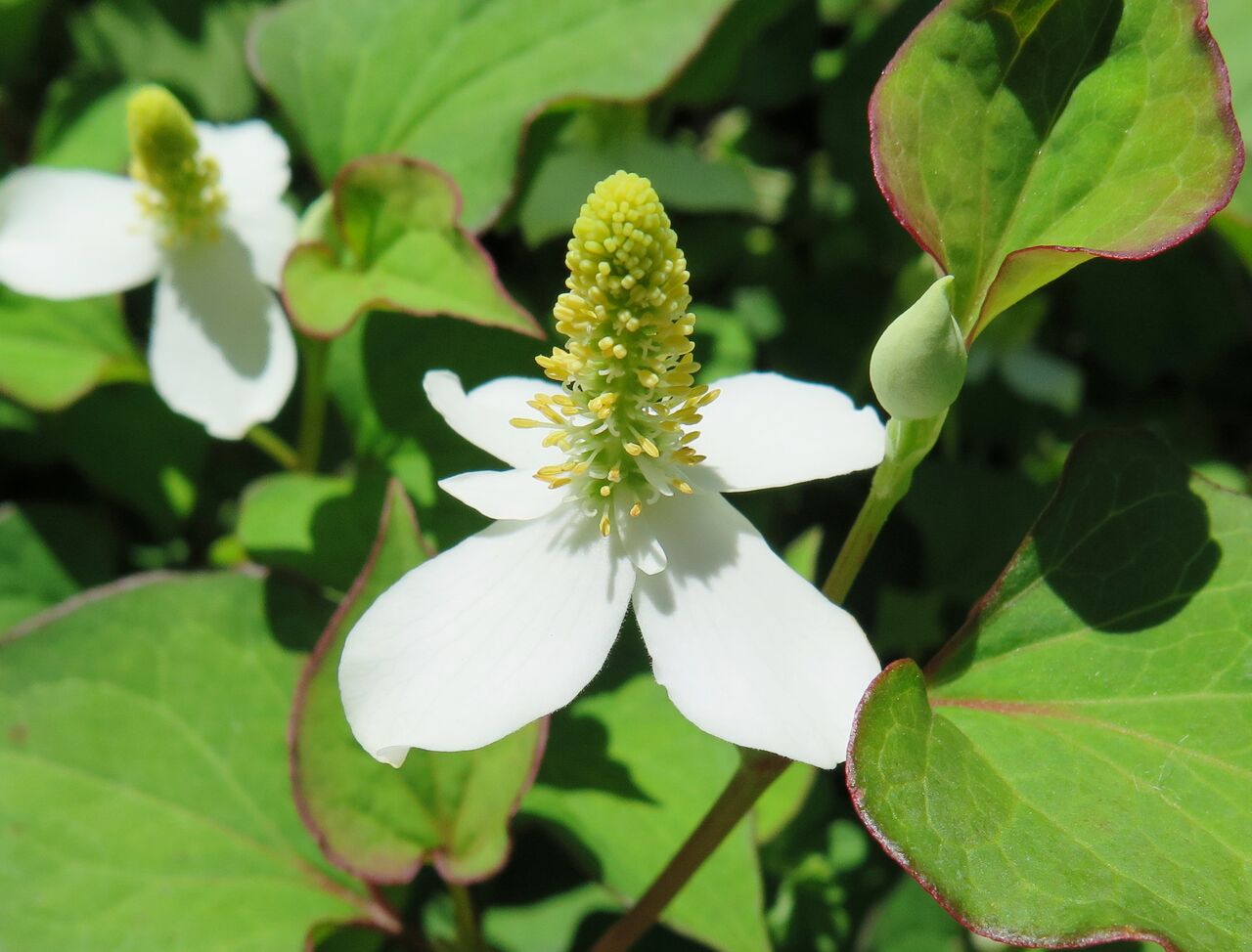 ドクダミ ま いいか