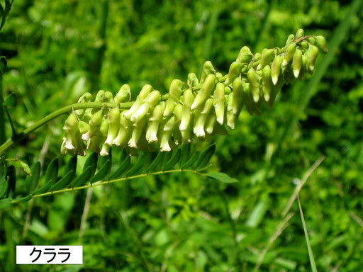 クララ （苦参）または（眩草） : ま、いいか