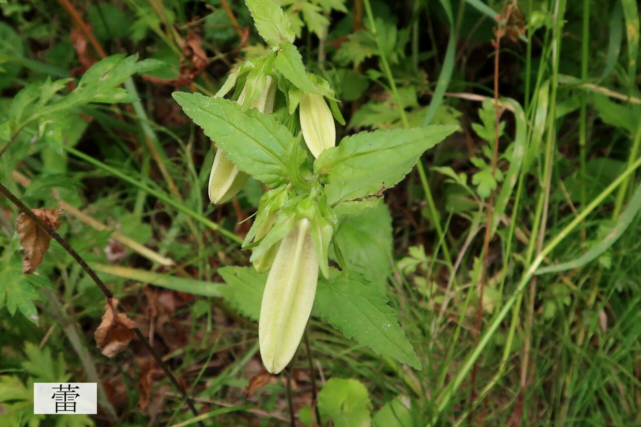 ホタルブクロ ま いいか