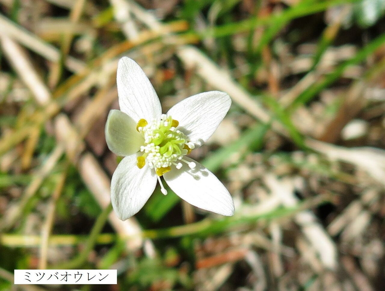 ミツバオウレン ま いいか