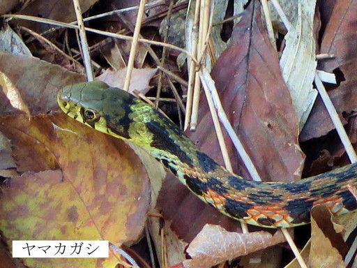 マムシとヤマカガシ | マムシ ヤマカガシ 違い – HPUY