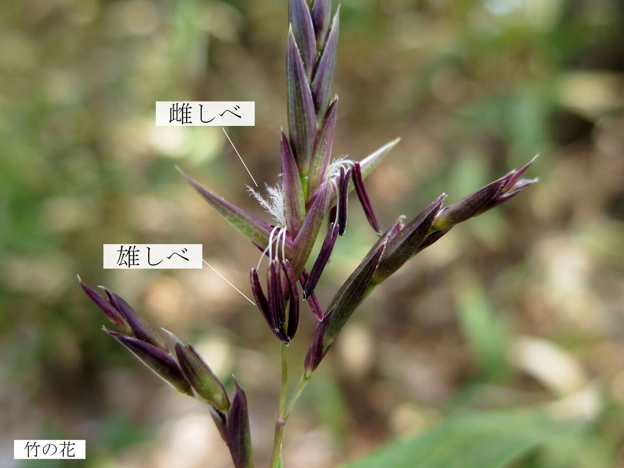 タケ ま いいか