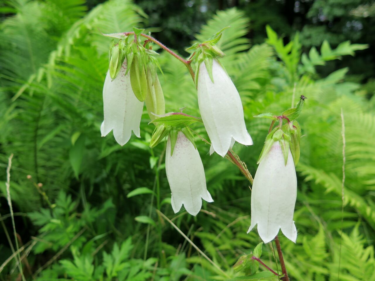 ホタルブクロ ま いいか