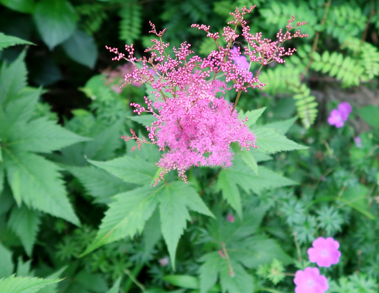 シモツケソウ ま いいか シモツケソウ ま いいか