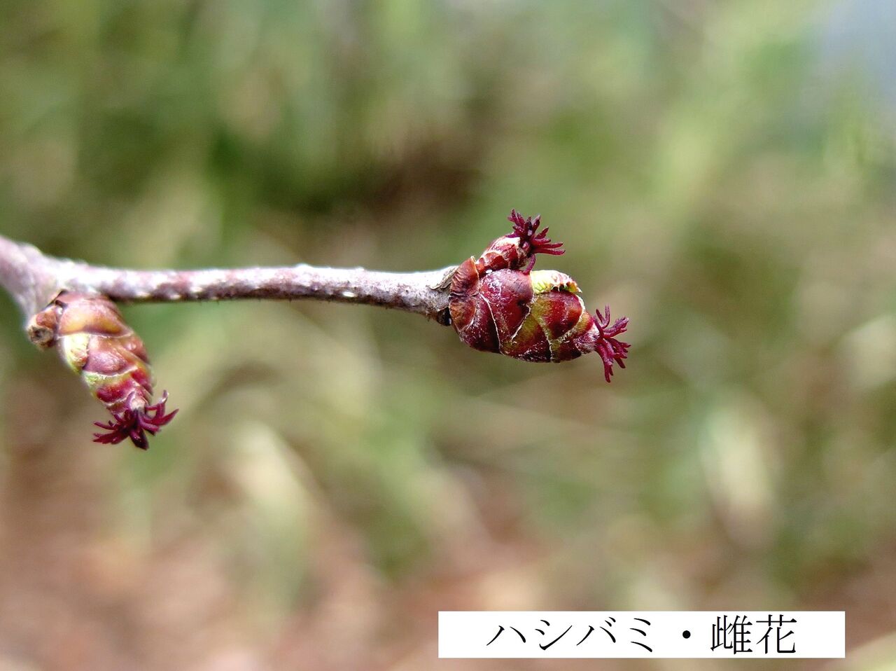 ハシバミ ま いいか ハシバミ ま いいか
