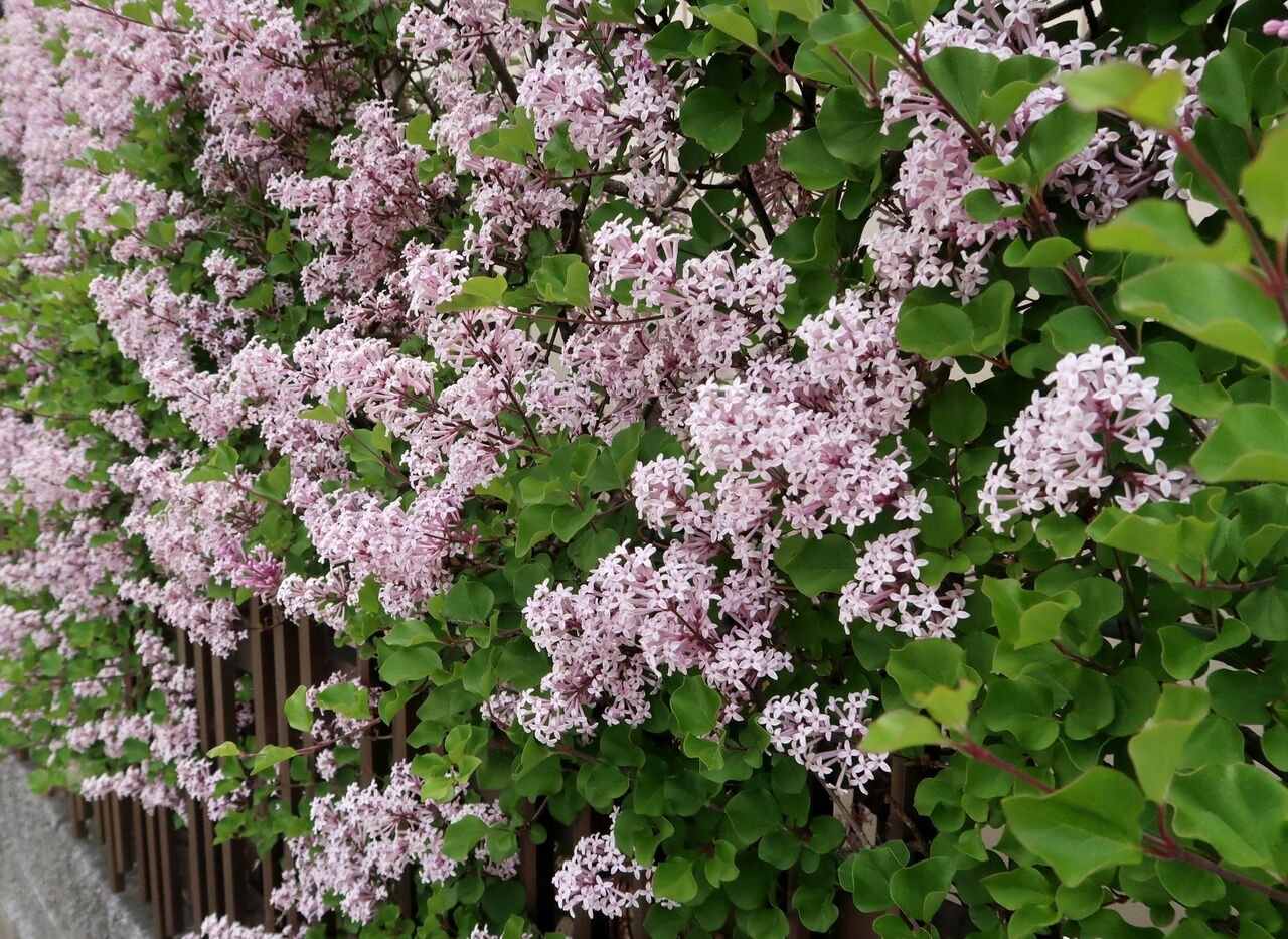 ヒメライラック ま いいか