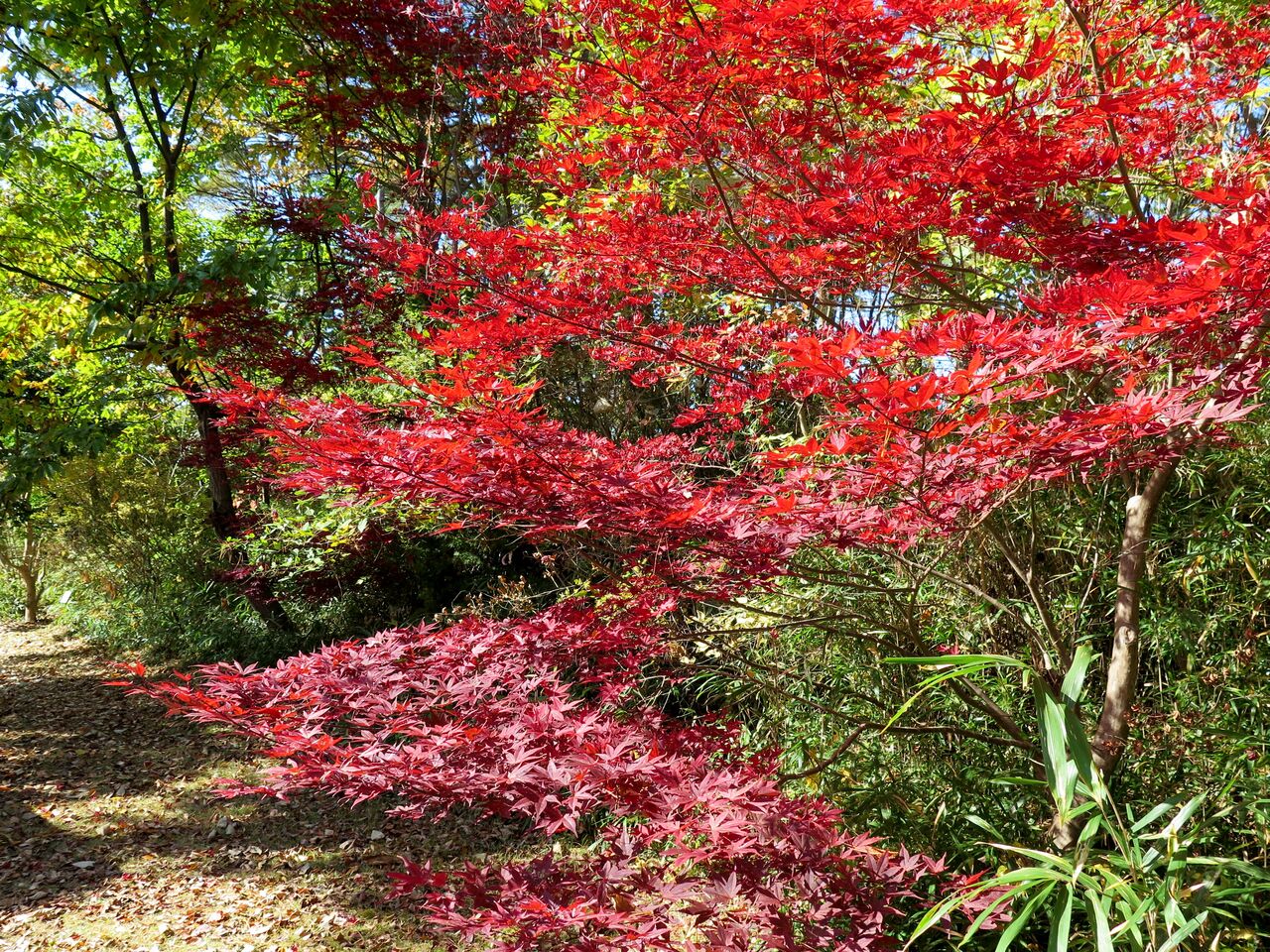 紅葉(ヤマモミジ) : ま、いいか