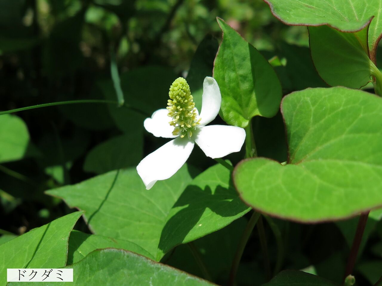 ドクダミ ま いいか