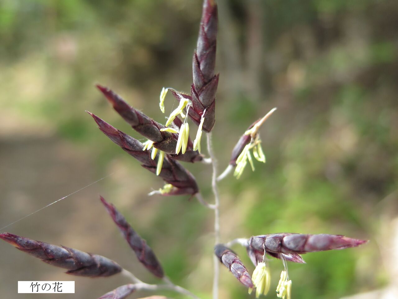 タケ ま いいか