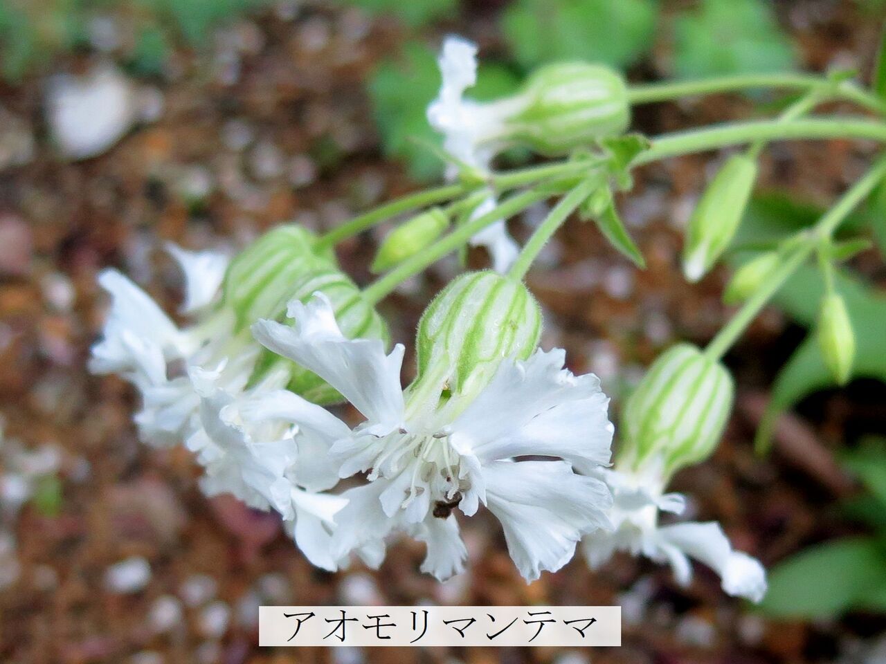 22年07月16日 ま いいか