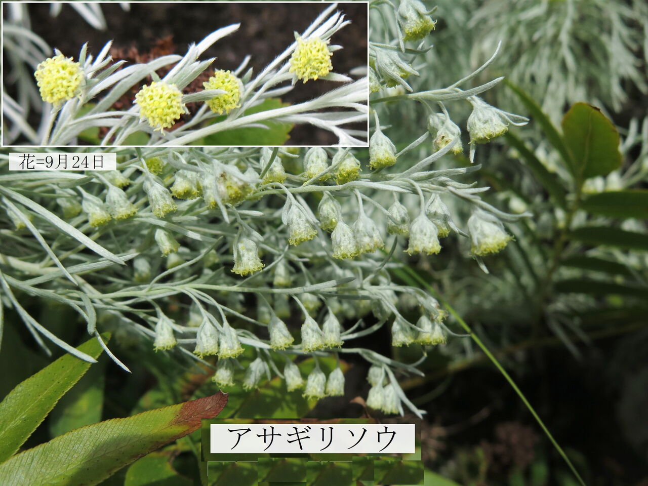 アサギリソウ ま いいか