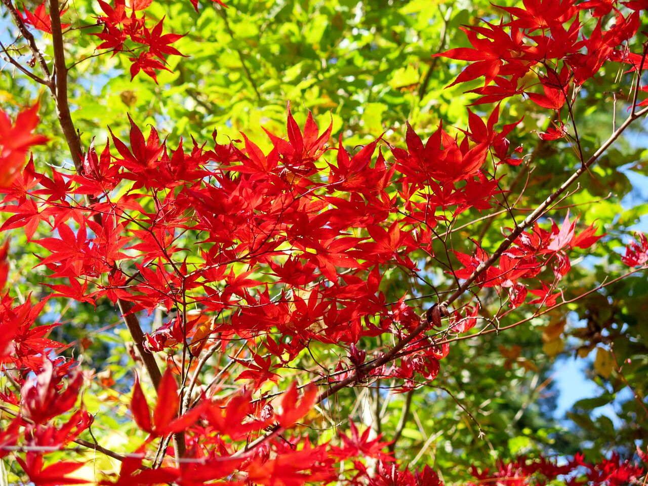 紅葉(ヤマモミジ) : ま、いいか